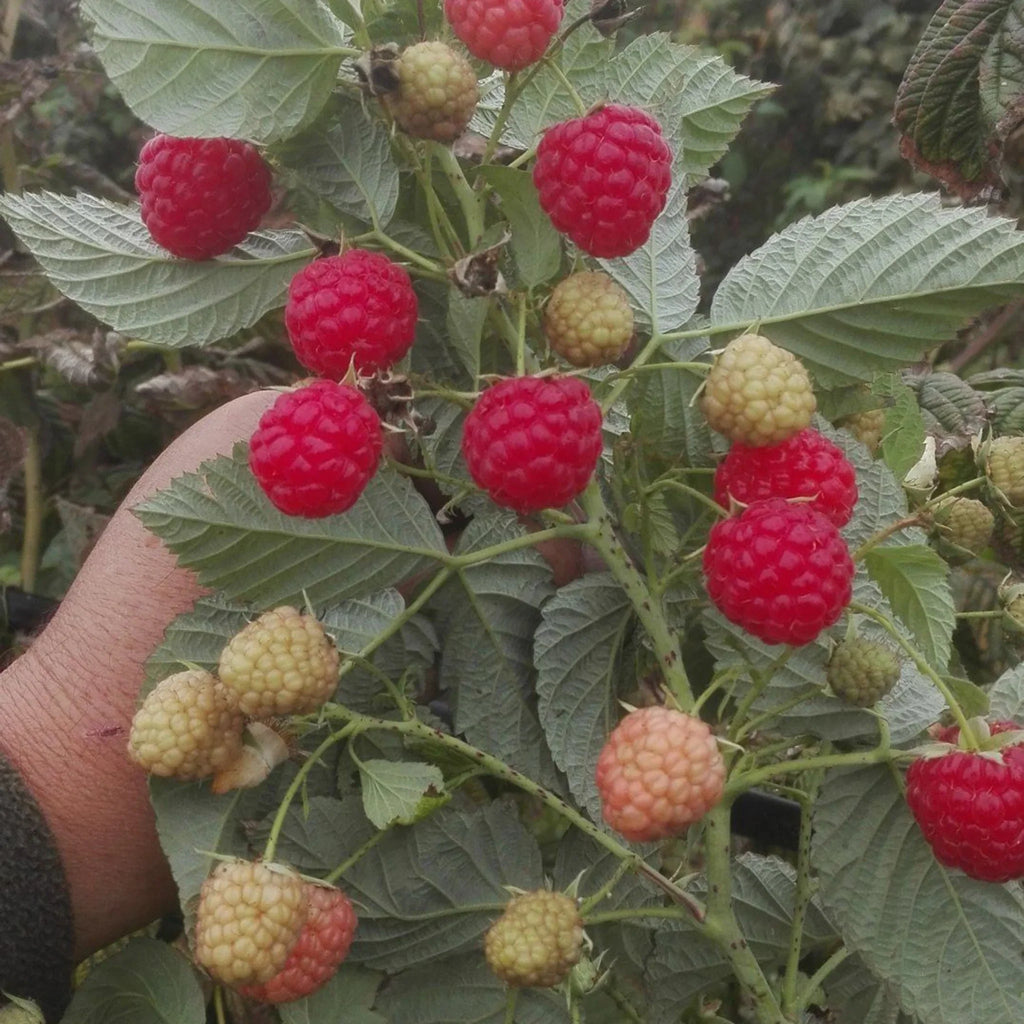 pomi fructiferi1516