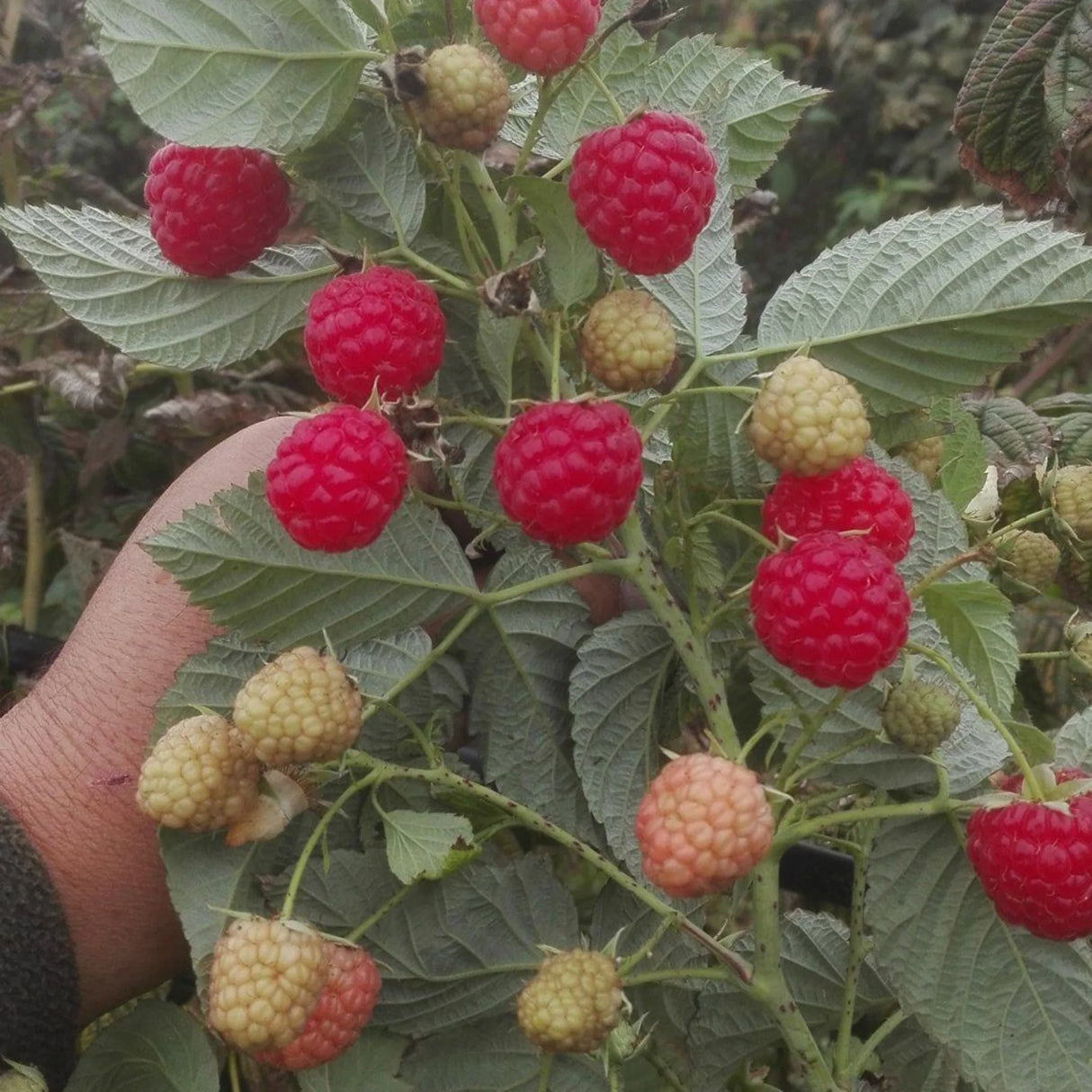 pomi fructiferi1516