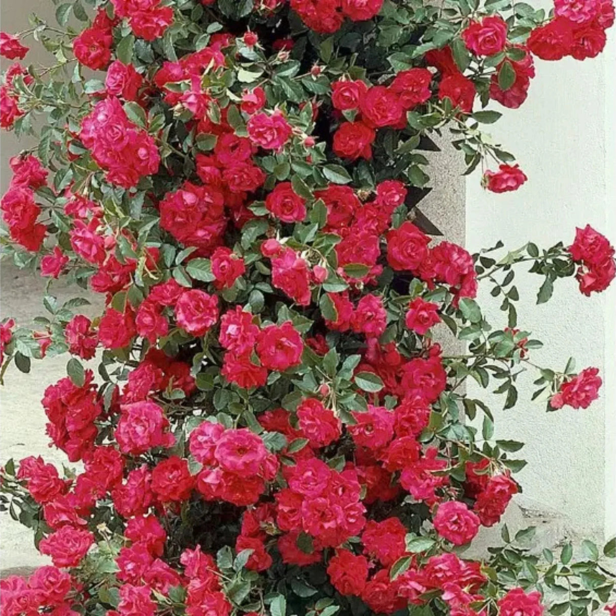 pomi fructiferi1561