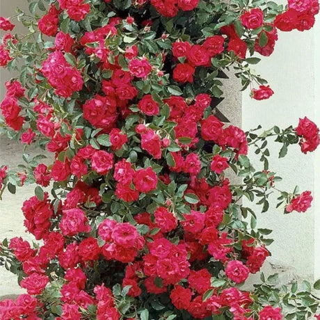 pomi fructiferi1561