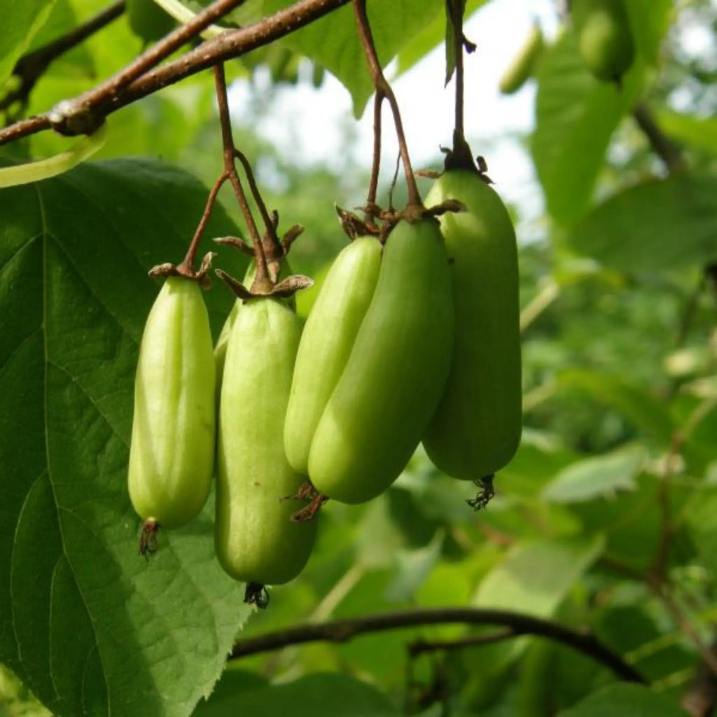 pomi fructiferi 1138