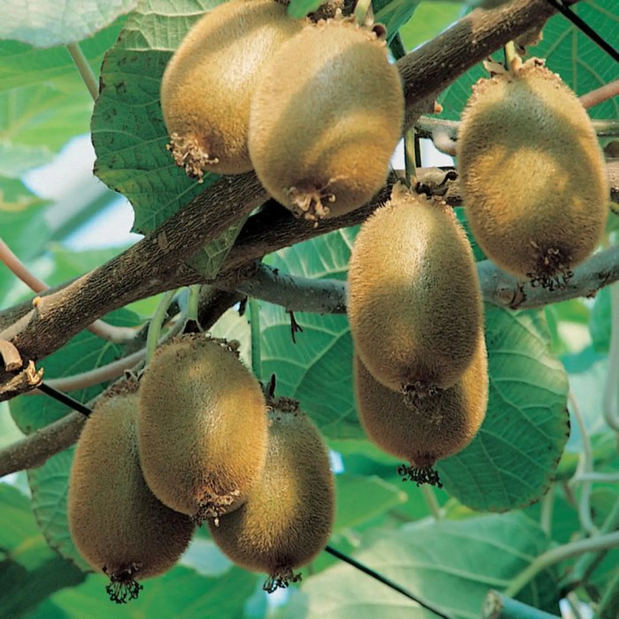 pomi fructiferi 1139