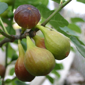 pomi fructiferi 1151
