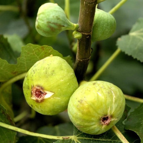 pomi fructiferi 1152