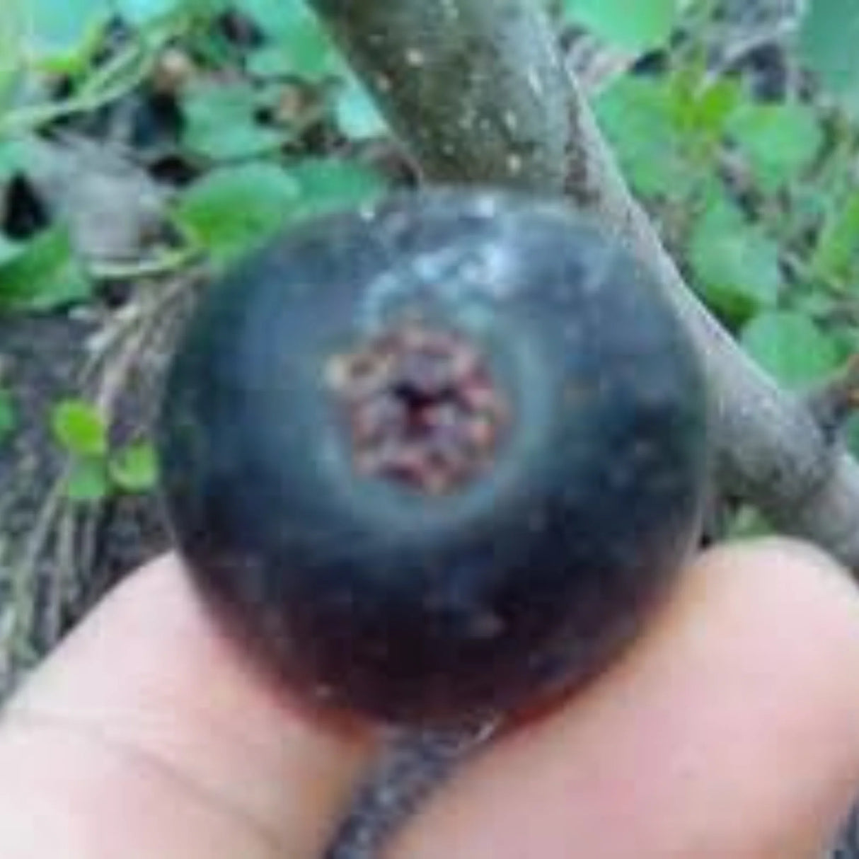 pomi fructiferi 1161