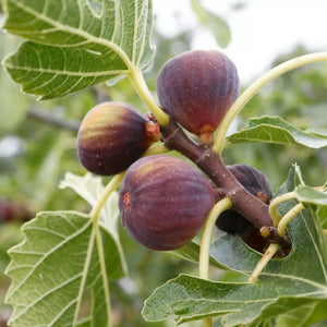 pomi fructiferi 1163