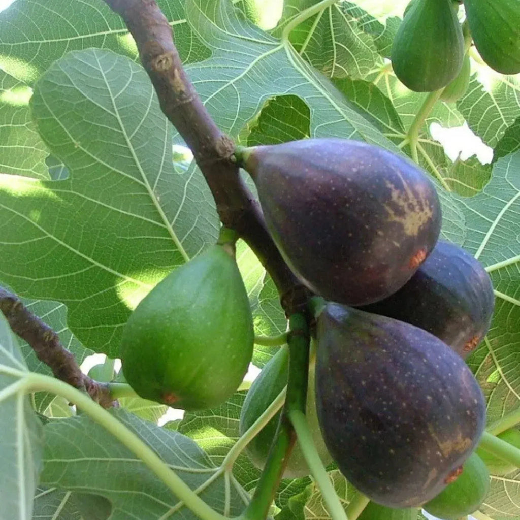 pomi fructiferi 1168