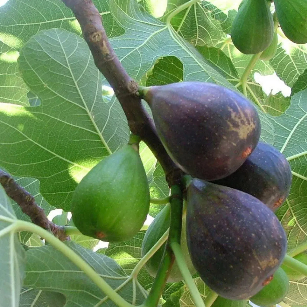 pomi fructiferi 1168