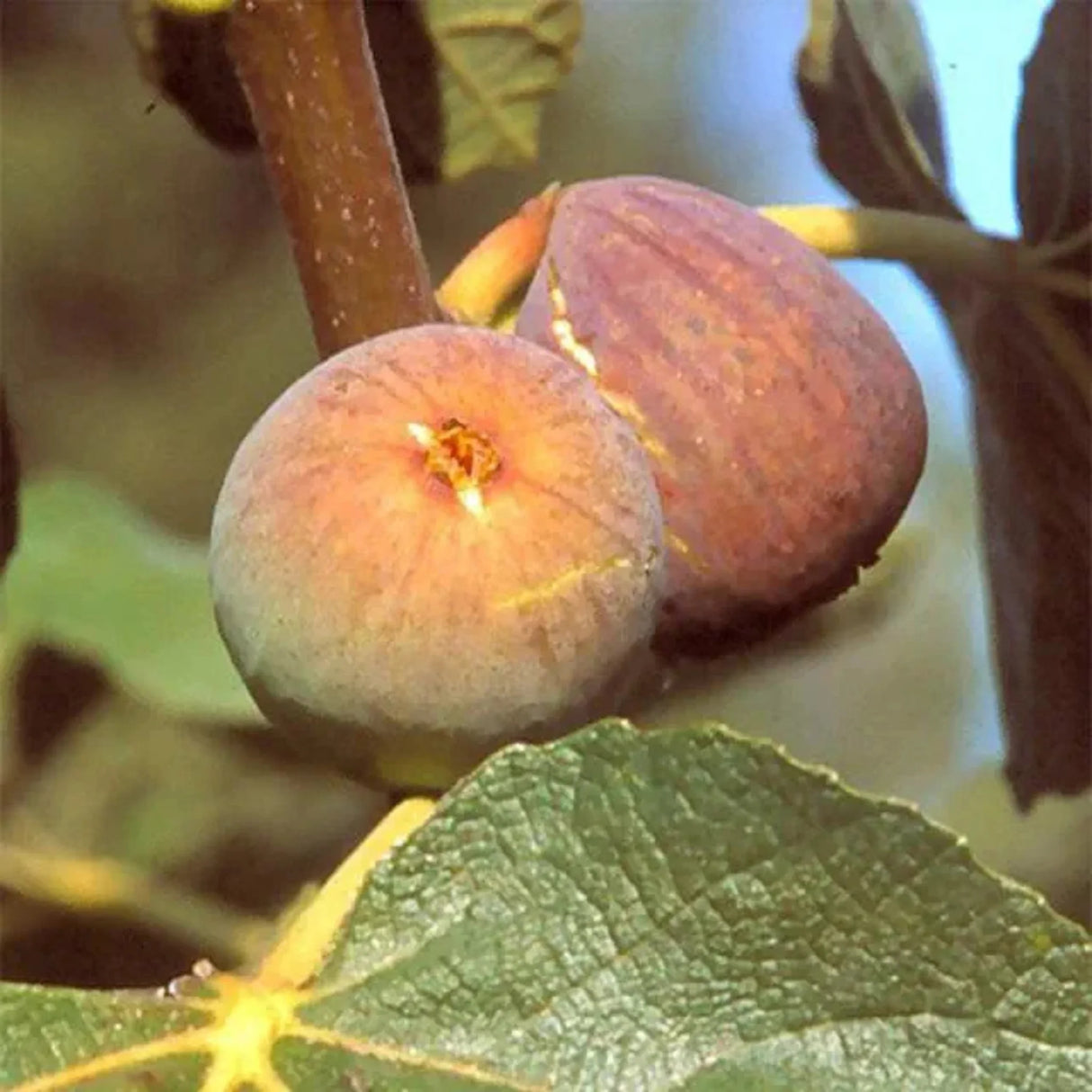 pomi fructiferi 1170