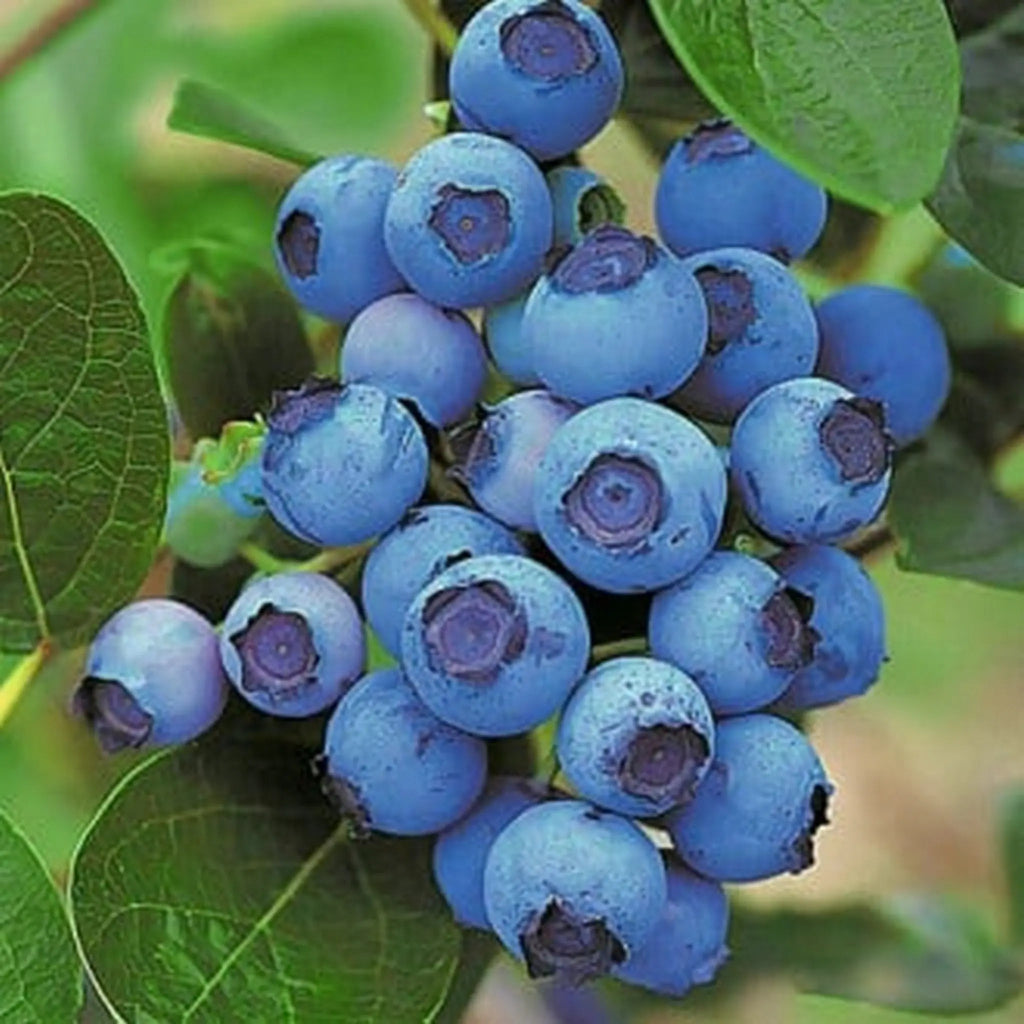 pomi fructiferi 1180