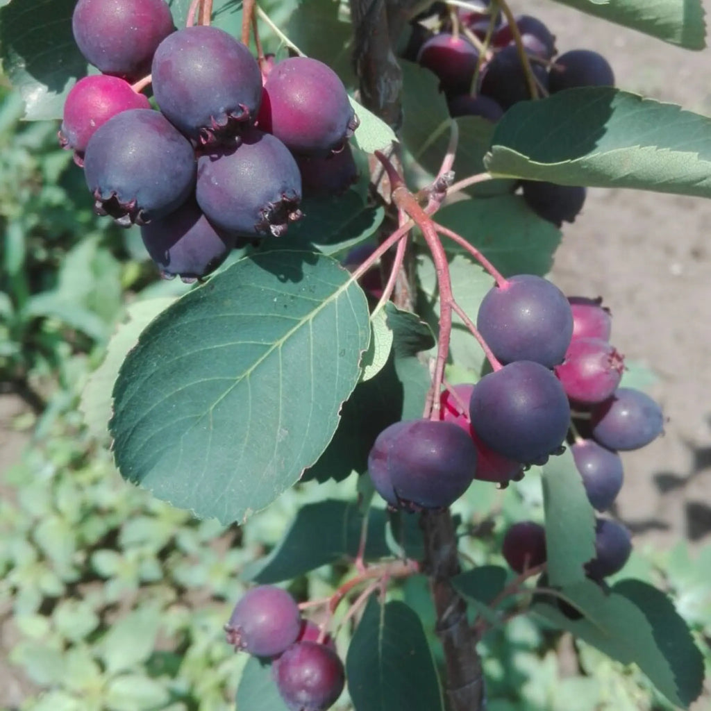 pomi fructiferi 1185