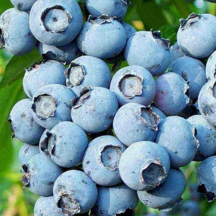 pomi fructiferi 1188