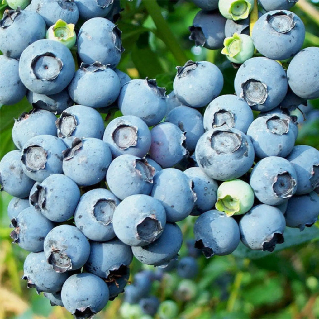 pomi fructiferi 1189