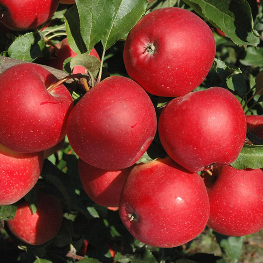 pomi fructiferi 1194