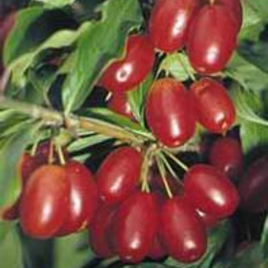 pomi fructiferi 1197