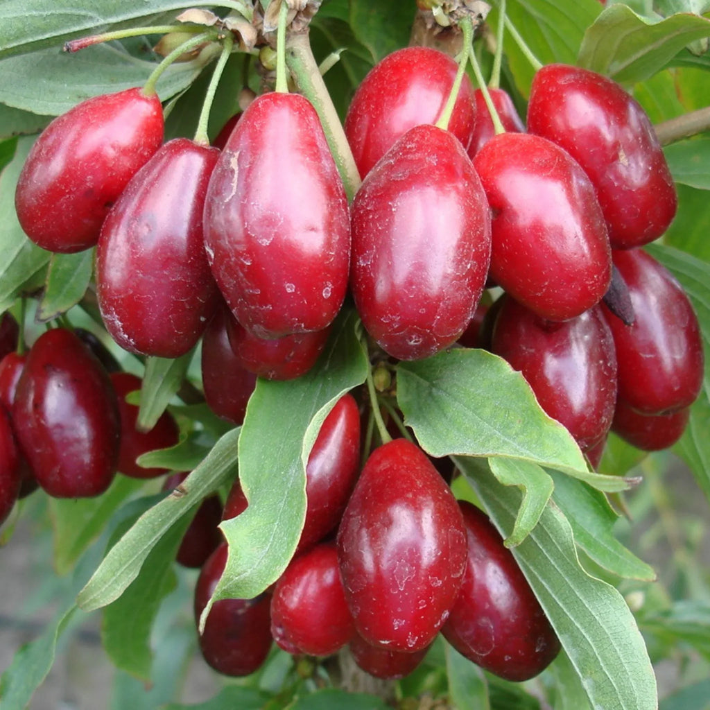 pomi fructiferi 1198