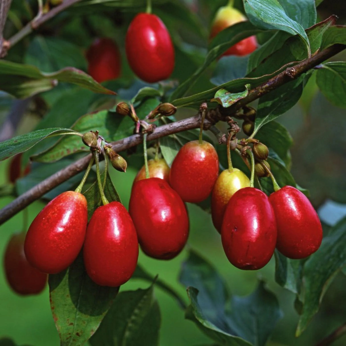 pomi fructiferi 1600
