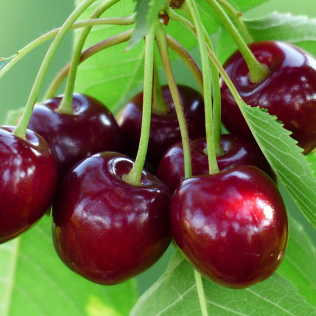 pomi fructiferi 1624