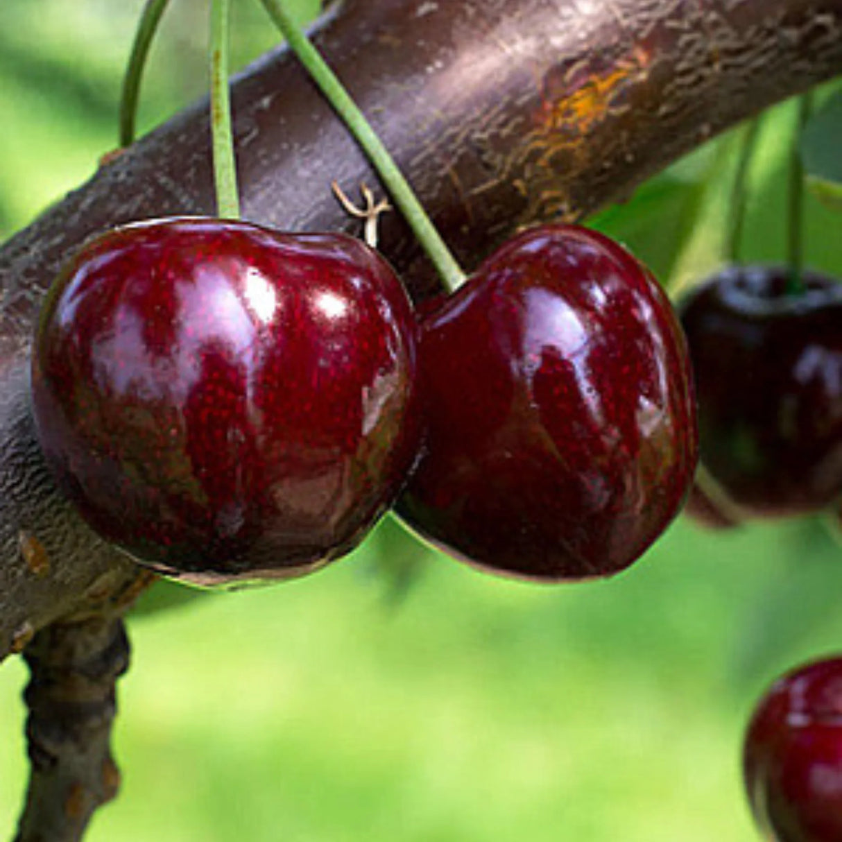 pomi fructiferi 1626