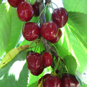 pomi fructiferi 1627