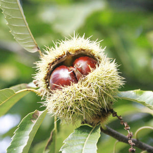 pomi fructiferi 1650