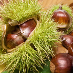 pomi fructiferi 1651