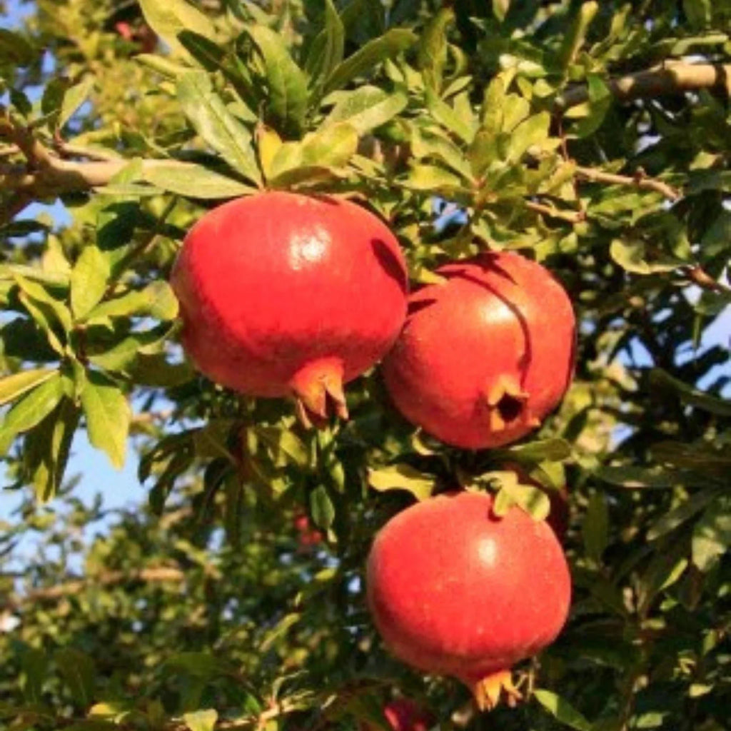 pomi fructiferi 1652