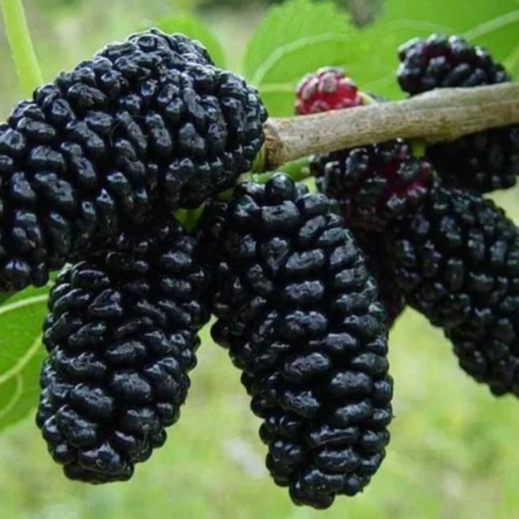 pomi fructiferi 1657