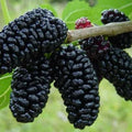 pomi fructiferi 1657