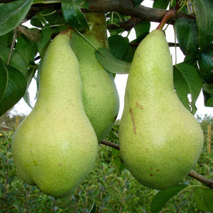 pomi fructiferi 1668