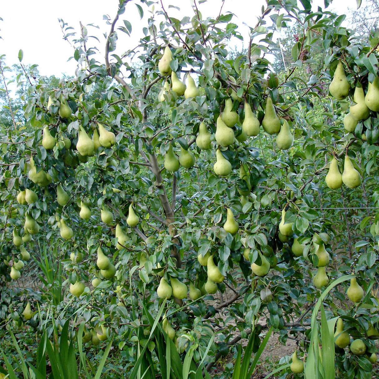 pomi fructiferi 1669