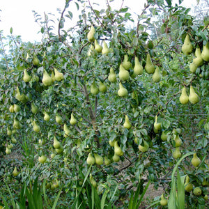 pomi fructiferi 1669