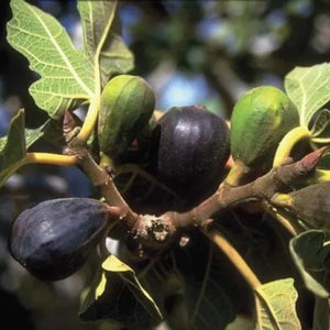 pomi fructiferi 1670