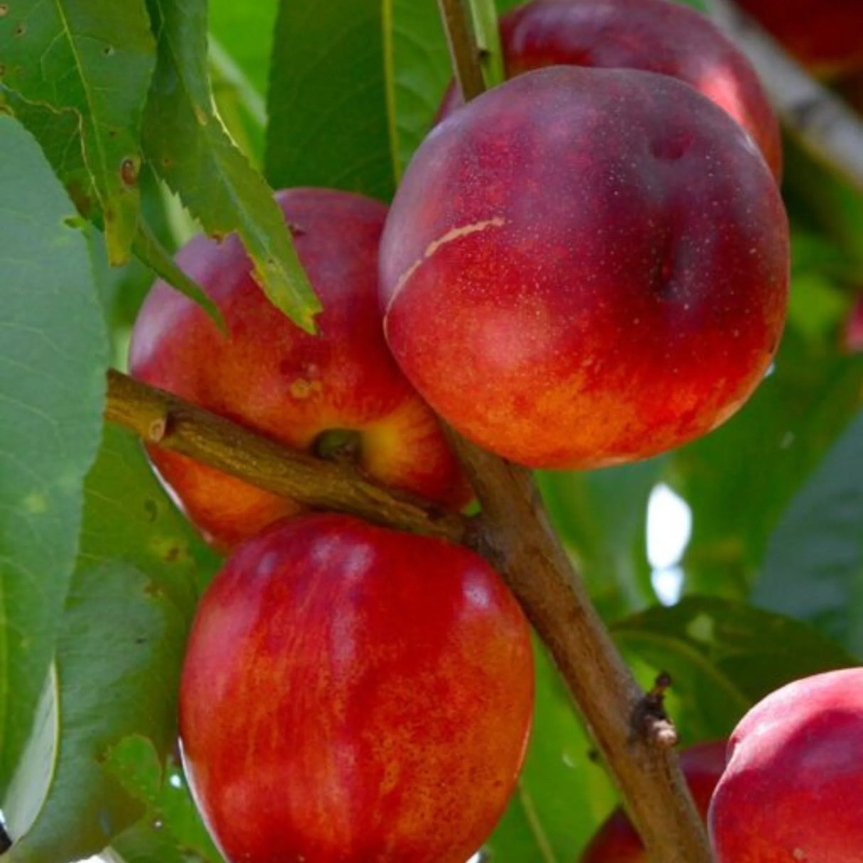 pomi fructiferi 1674