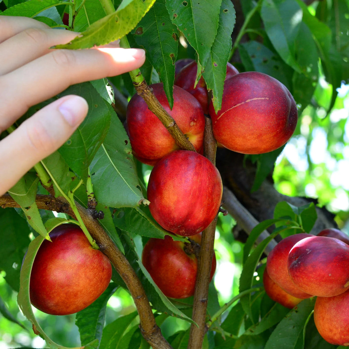 pomi fructiferi 1675