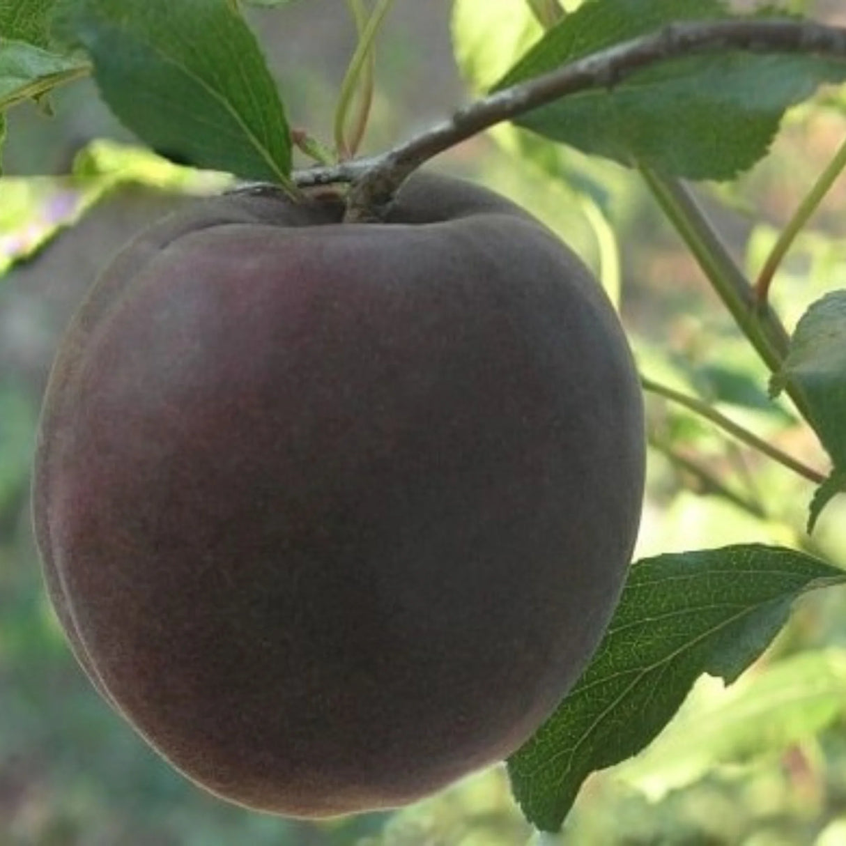 pomi fructiferi 1686