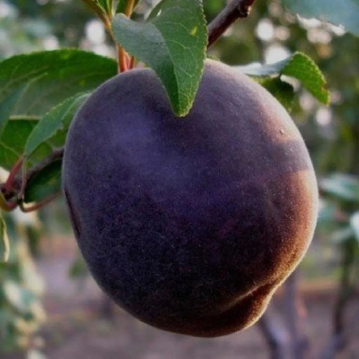 pomi fructiferi 1688
