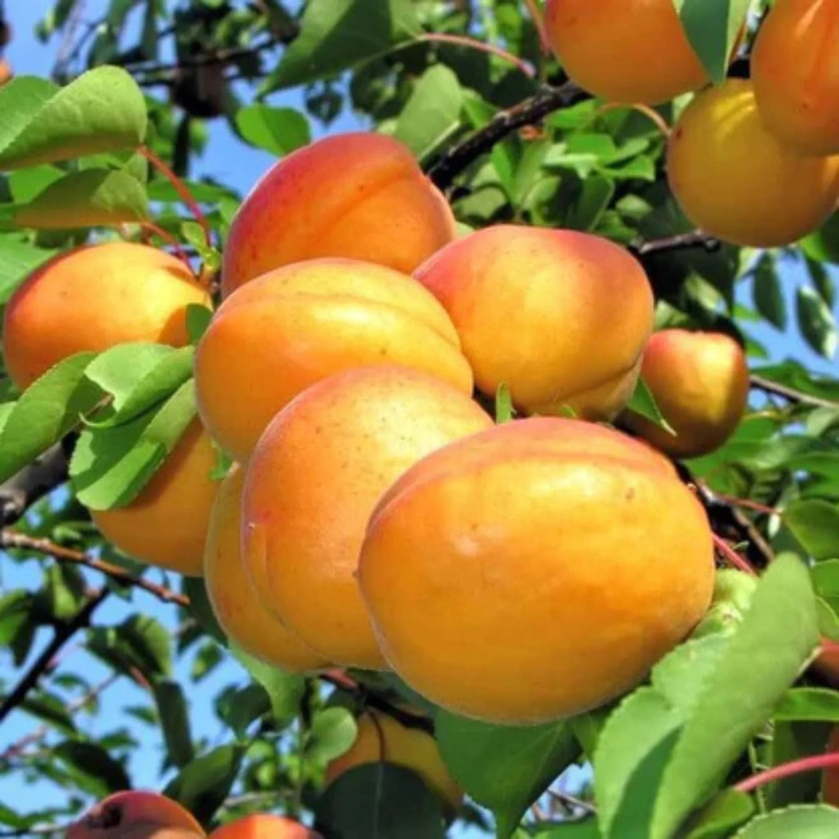 pomi fructiferi 1692