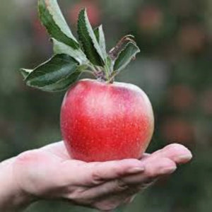 pomi fructiferi 1695