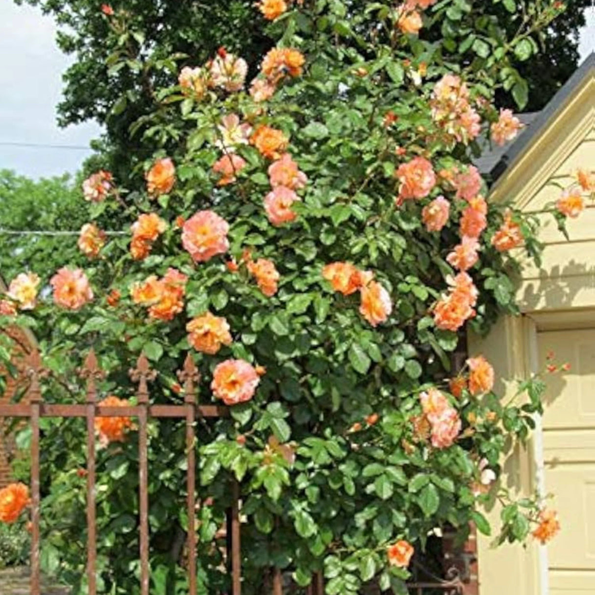 pomi fructiferi 1709