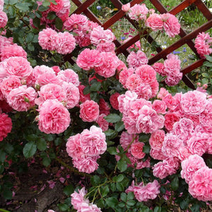 pomi fructiferi 1711