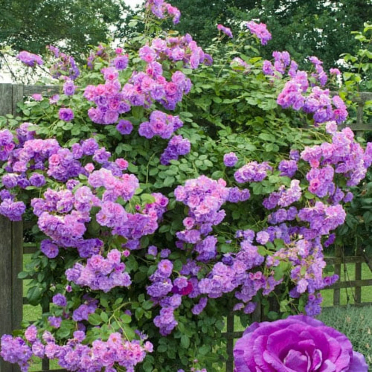 pomi fructiferi 1716