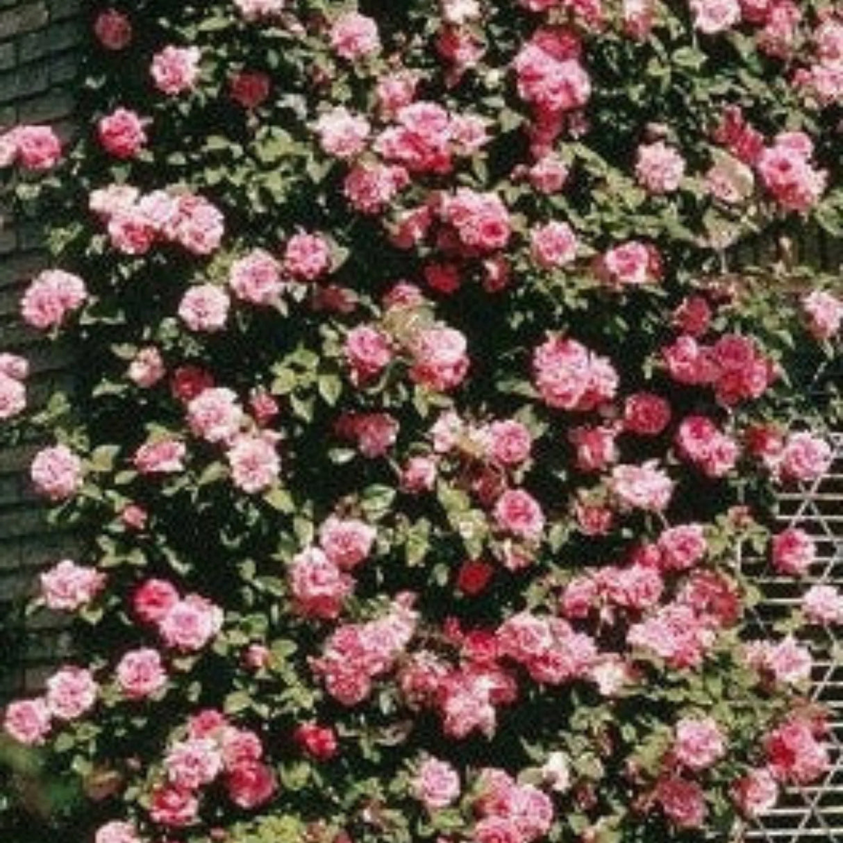 pomi fructiferi 1728