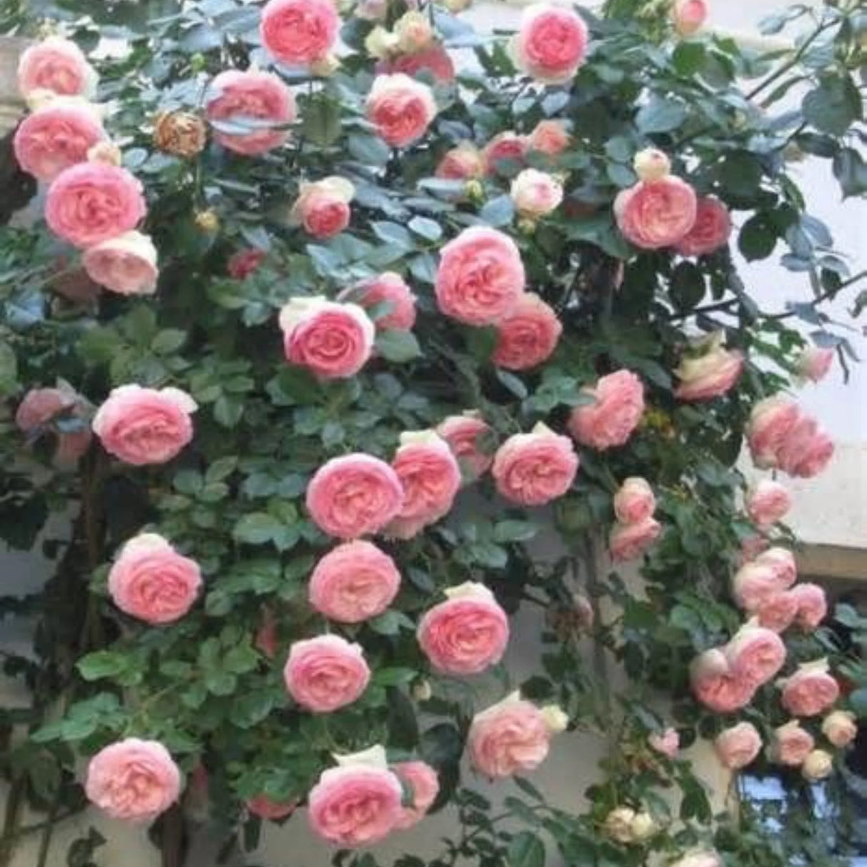 pomi fructiferi 1729