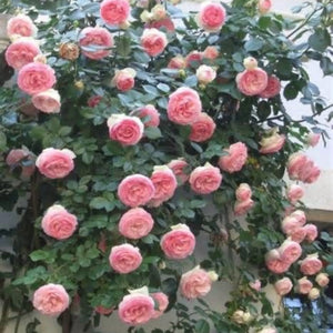 pomi fructiferi 1729