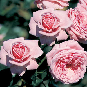 pomi fructiferi 1730