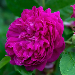 pomi fructiferi 1738