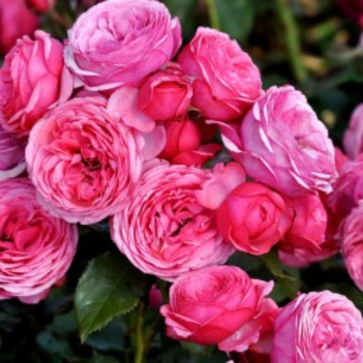 pomi fructiferi 1740