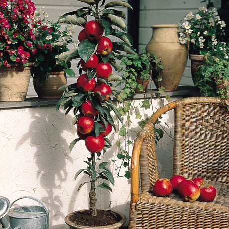pomi fructiferi 
