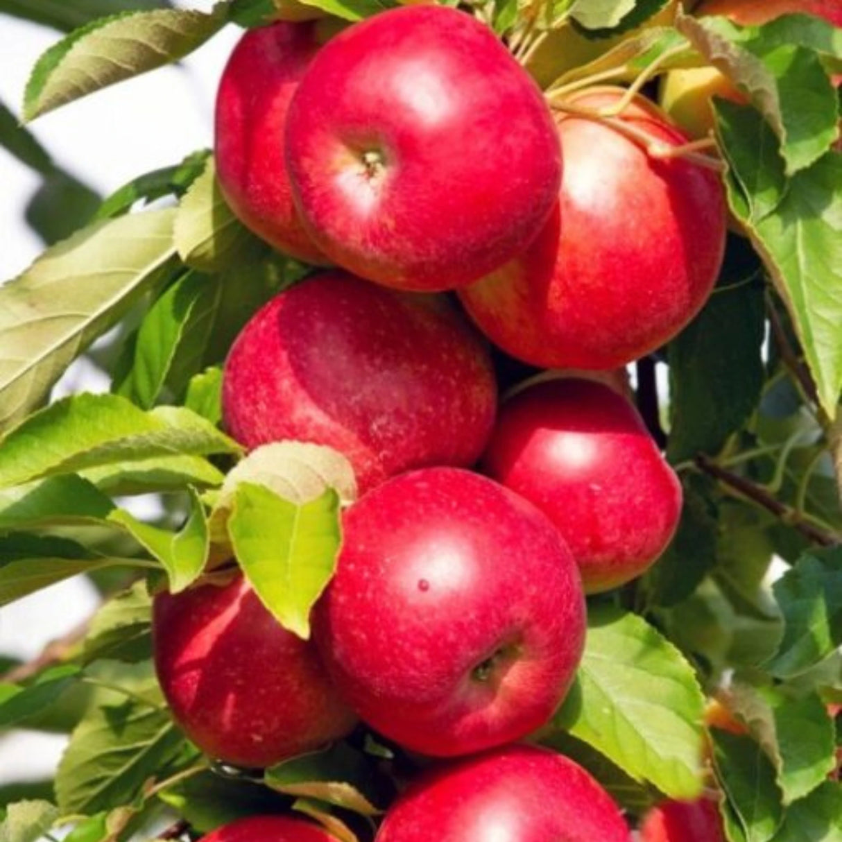 pomi fructiferi 